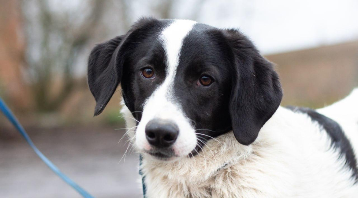 Chiens à adopter